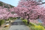 第17回みなみの桜と菜の花まつり（2/26開花状況アップしました）