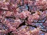 露天風呂から眺められる寒桜（3月9日更新