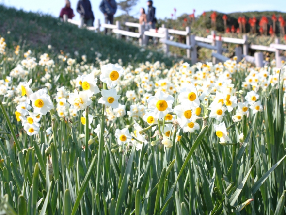 水仙まつり　(12月20~2月10日)