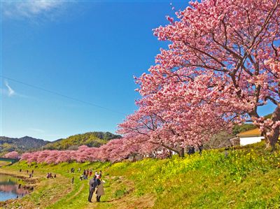 「みなみの桜と菜の花まつり」(2月28日見頃になりました！)