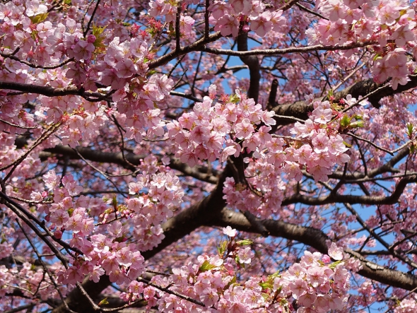 露天風呂から眺められる寒桜（3月9日更新