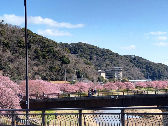 『みなみの桜と菜の花まつり』開花状況 (2/15更新）